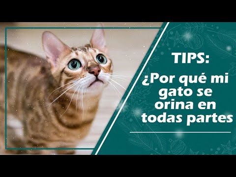 Video: É Qué Mi Gato tarafından… Se Orina En Mi Cama?