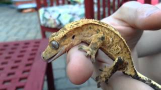 Crested Gecko with Blueish, green spots?