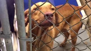Texarkana Animal Care & Adoption Center 9-13-16