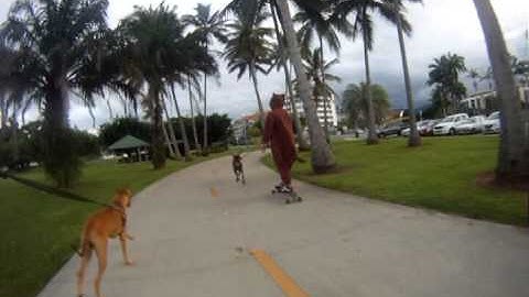 Exercising the Dogs in Cairns (longboarding dogs)