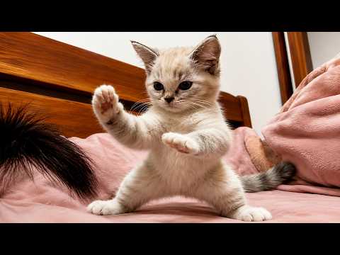 cats being cats