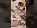 尊すぎる元野犬 #犬 #保護犬 #里親募集中 #野犬 #元野犬