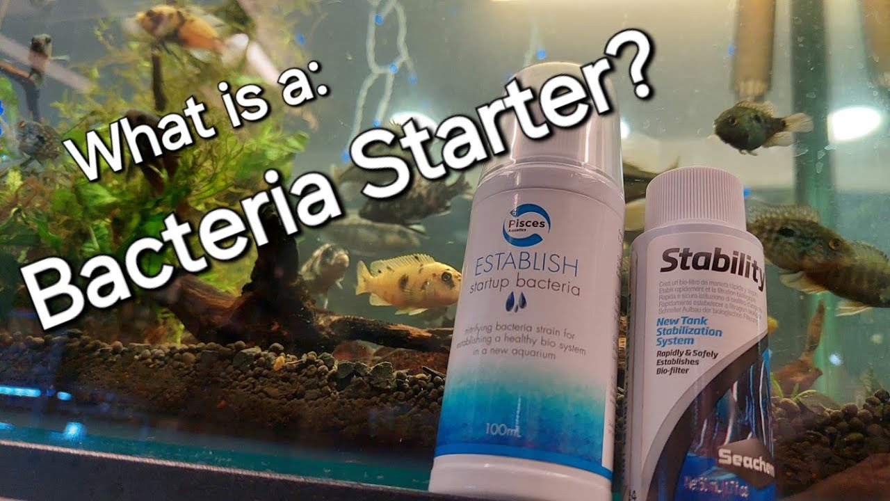 What Is a: Bacteria Bio Starter?