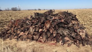 105 Hogs in one night