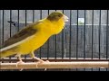 تغريد كناري للتسميع و تهييج الاناث للتزاوج حصريا canary singing training