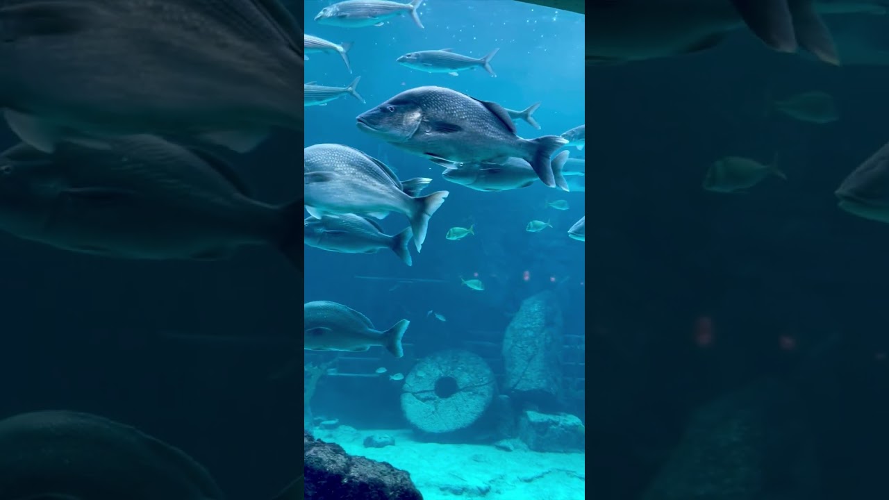 The Breathtaking Marine Exhibits at Atlantis Bahamas 