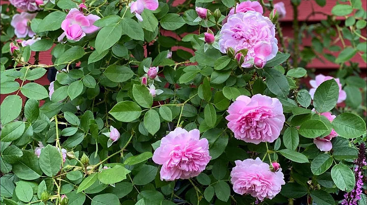 Rose Chat Series Part 1 // Harlow Carr // David Au...