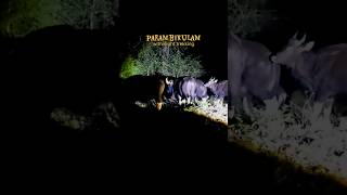 #parambikulam #shortfeed #mangaladevi #night trekking