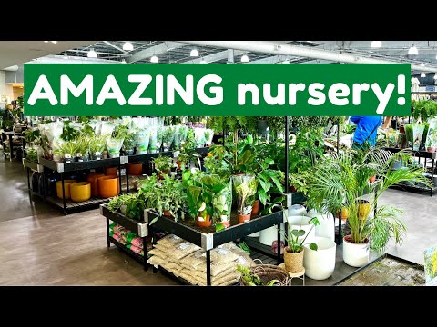 RARE Houseplant Shopping At Dobbies | Look At These Plants!