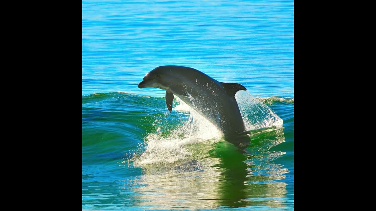 Naples Tiki Fun Tours | Floating Tiki BYOB Boat Cruises from Bonita to Naples 