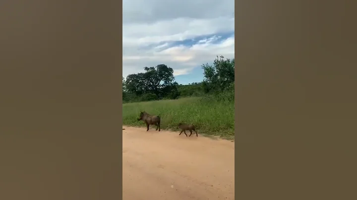 Tiger# amazing #hunt#with#pig