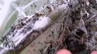 Eastern Tent Caterpillar Outbreak in Philadelphia-Look Inside Nests Information