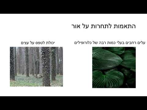 אור כגורם אביוטי