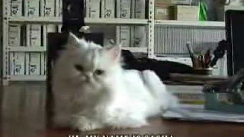 Watch the video about Help special needs persian cat Sasha from Cat Shelter Jessica!