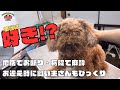 初来店のトイプードル「キュンくん」をトリミング!!噛み犬?