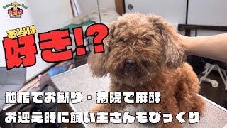 初来店のトイプードル「キュンくん」をトリミング噛み犬