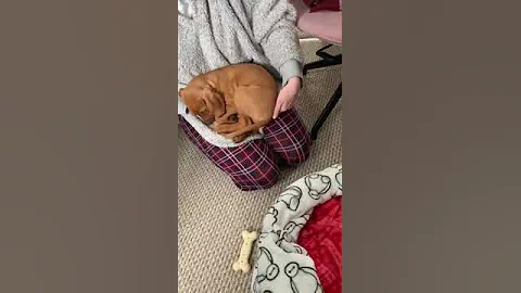 Puppy refuses to sleep in its own bed - DayDayNews