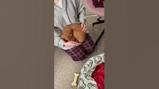 Puppy refuses to sleep in its own bed