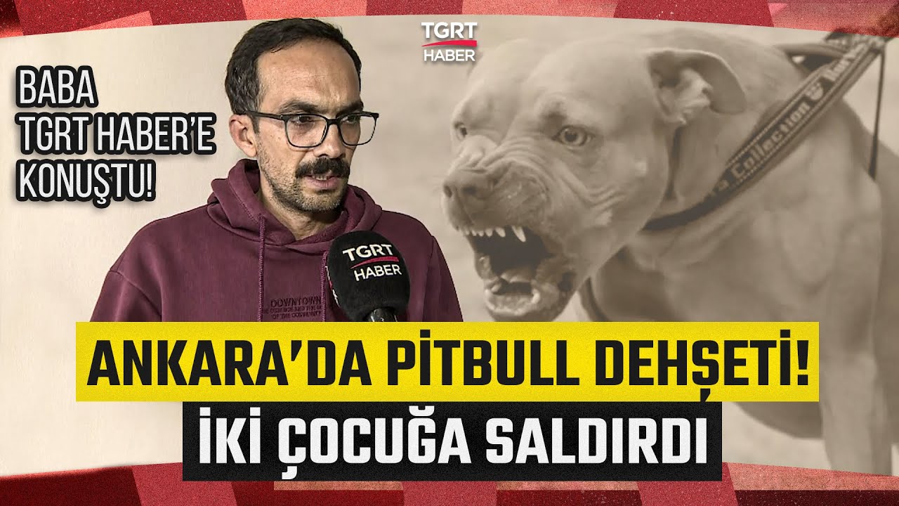 Ankara'da Pitbull Dehşeti! 1,5 ve 5 Yaşındaki Kardeşler Pitbull Saldırısına Uğradı - TGRT Haber