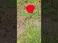#조용필#들꽃#사랑스러워
