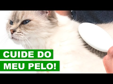 Vídeo: Como Cuidar Do Pelo Do Seu Gato