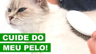 CUIDADOS COM O PELO DOS GATOS