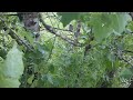 One Owlet been spotted on the branch - Long-eared Owls Nest  (Tiszavasvári, Hungary)