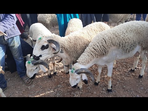 جزاء رابع بسوق جمعة كيسر إقليم سطات كان مليح خيرات موجودة وتمن الخيالي بتاريخ 16 7 2021وفرجة ممتعة