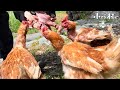 猪肉に喰らい付く鶏/止まり木の改良【ボロボロの廃鶏が来てから3週間】#59