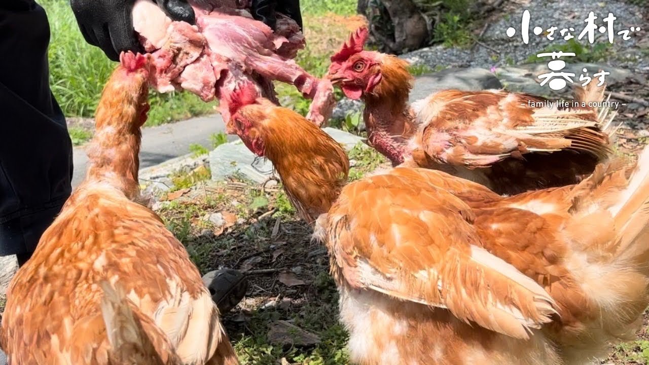 Улучшение курицы/окуня, который ест мясо дикого кабана