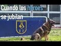 Qu ocurre con los perros polica cuando se jubilan  hroes de 4 patas