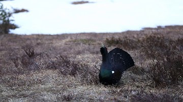 Capercaillie, Tetrao urogallus, on display, lek (tiurleik) in Norway 2020