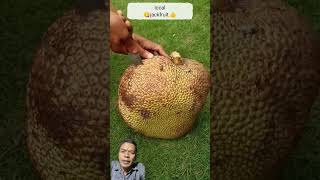 Download Lagu Nangka Cempedak #nangkacempedak MP3