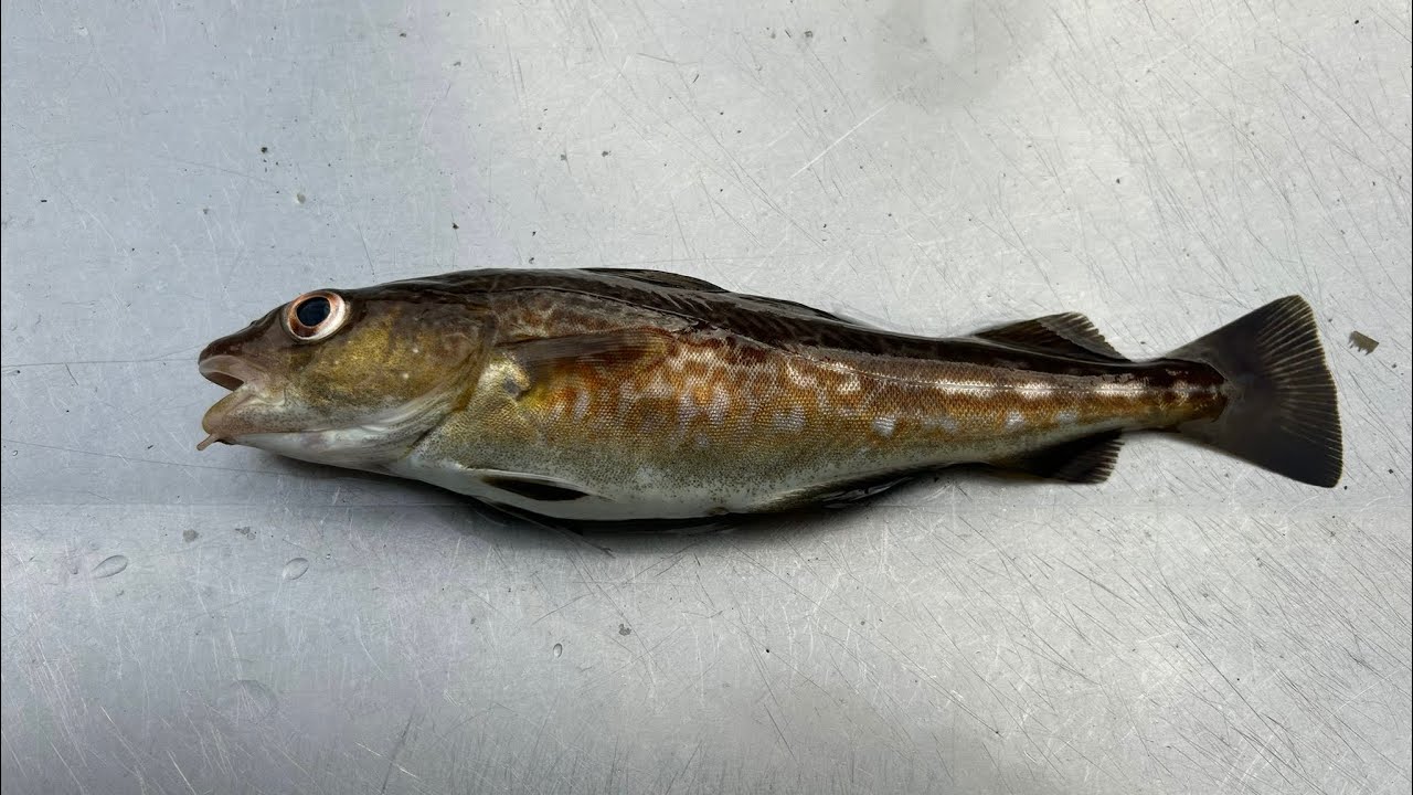 Catch your own food - From worms to cod