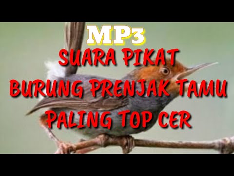 suara-pikat-burung-prenjak-tamu-mp3