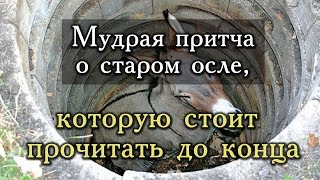 Притча про мудрого осла. Пять простых правил, чтобы стать счастливым. Притча про мудрого осла. Пять простых правил, чтобы стать счастливым.