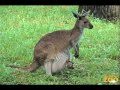 Kangaroo kids joeys at brookfield zoo