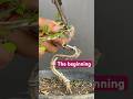 The Beginning of Bonsai Formation