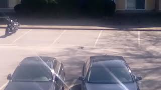 A squirrel squirreling about