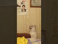 Мой кот - самый талантливый актер 21 века!! Больше видео с ним в профиле #cat #кот