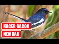 Kacer Gacor Nembak Full Isian Kacer Gacor Durasi Panjang Mp3 - Mp4 Download