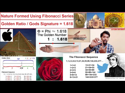 Gods Signature / Golden Ratio (Fibonacci Series) | Tamil | Avidcosmos
