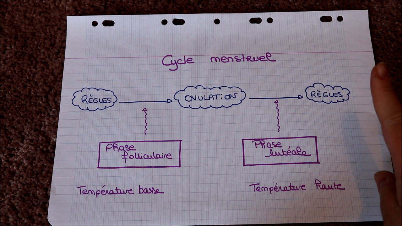 Essais bébé / Courbe de température / Ovulation : TOUTES LES RÉPONSES À VOS QUESTIONS ❤️EXPLICATIONS
