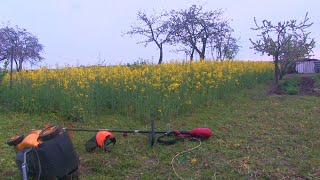 Скашивание озимого рапса электротриммером и электрогазонокосилкой. Легко!