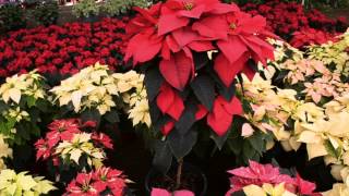 Viveros Rancho Calderón: Nochebuena