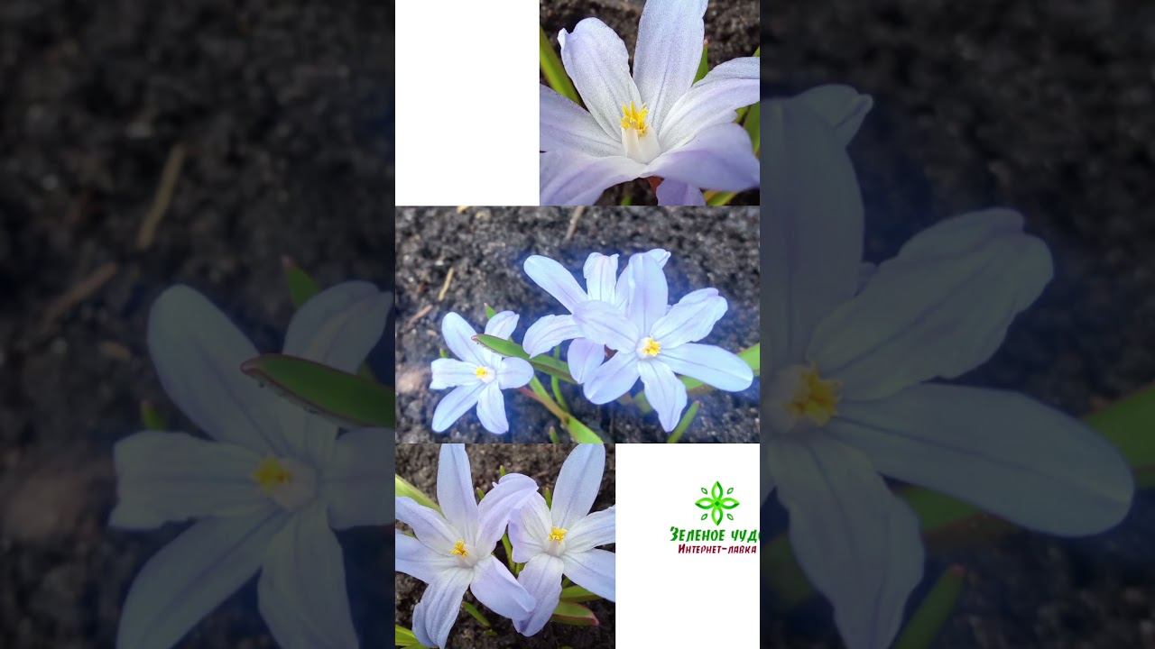 Пролеска Люцилии