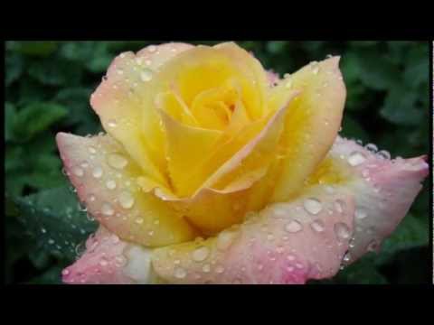 Роза Света Медитация 