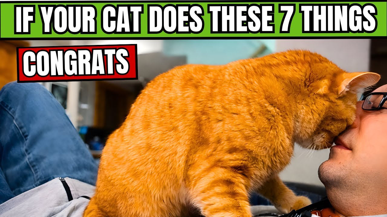 7 способов, которыми кошки говорят «Я люблю тебя» (и как на это реагировать)