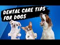 Dog Dental Cleaning: How to Care For Your Dogs Teeth?