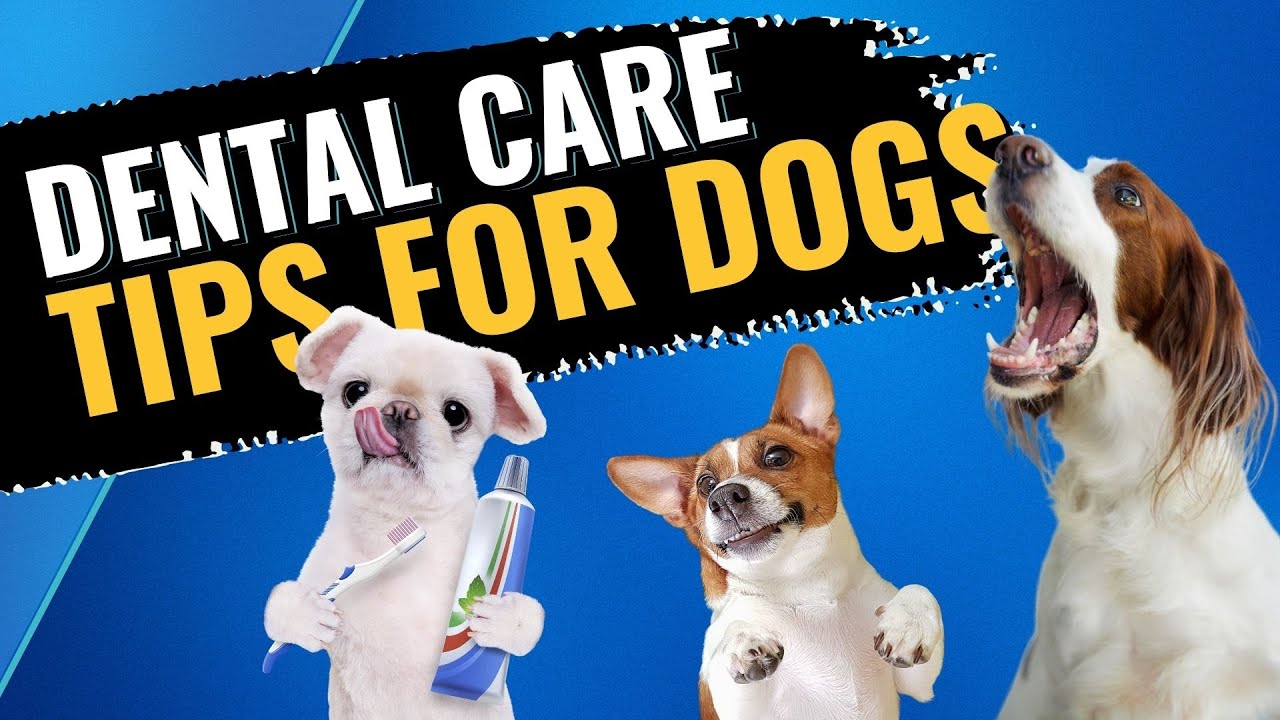 The SHOCKING Reason Your Dog's Teeth Are Still Dirty